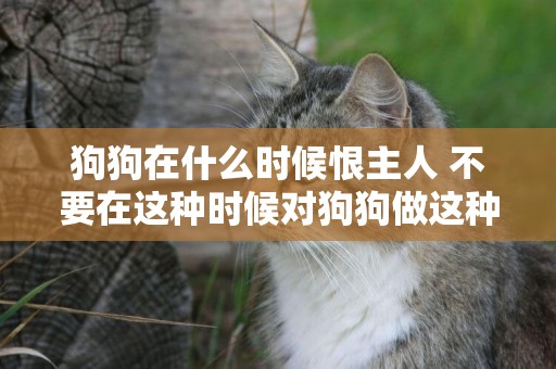 狗狗在什么時候恨主人 不要在這種時候對狗狗做這種事！