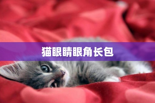 貓眼睛眼角長包