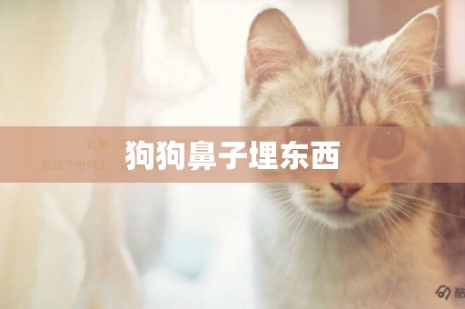 狗狗鼻子埋東西