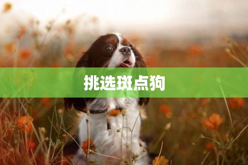 挑選斑點狗