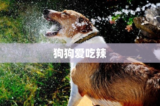 狗狗愛吃辣
