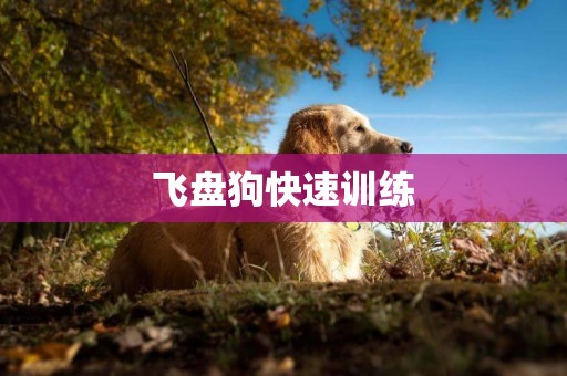 飛盤狗快速訓練
