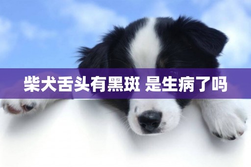 柴犬舌頭有黑斑 是生病了嗎