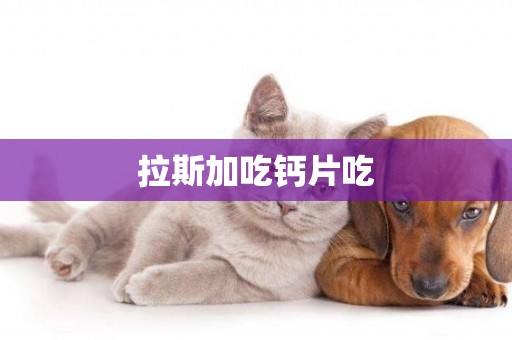 拉斯加吃鈣片吃