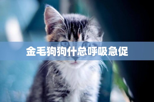 金毛狗狗什總呼吸急促