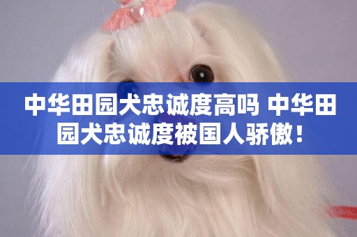 中華田園犬忠誠度高嗎 中華田園犬忠誠度被國人驕傲！