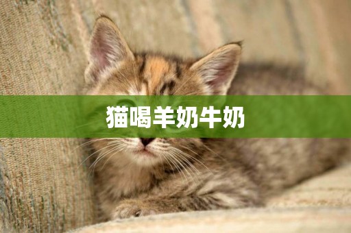 貓喝羊奶牛奶