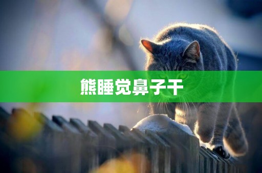 熊睡覺鼻子干