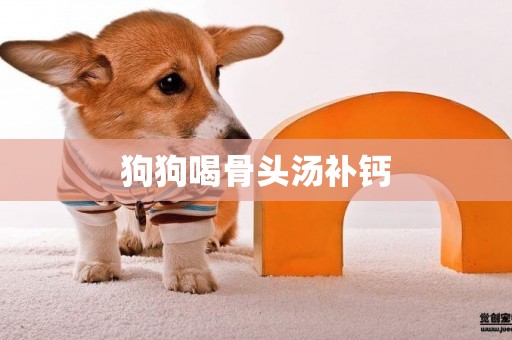 狗狗喝骨頭湯補鈣