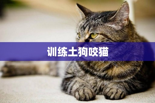 訓練土狗咬貓