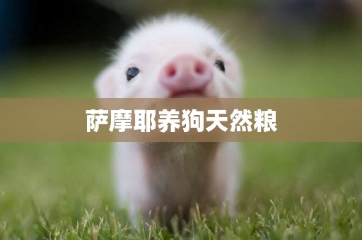 薩摩耶養狗天然糧