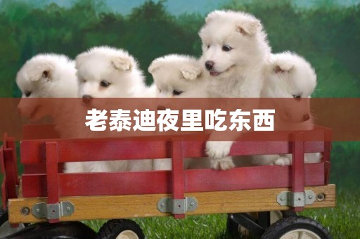 老泰迪夜里吃東西