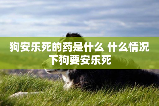狗安樂死的藥是什么 什么情況下狗要安樂死