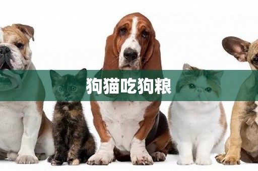 狗貓吃狗糧