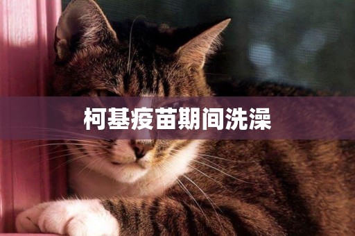 柯基疫苗期間洗澡