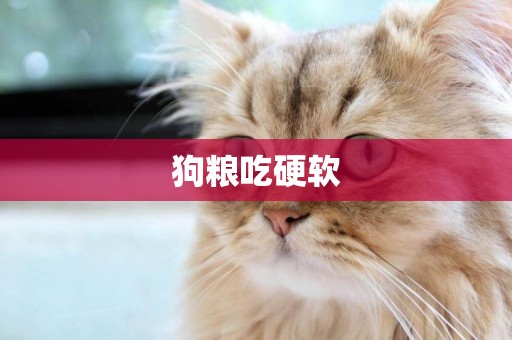 狗糧吃硬軟