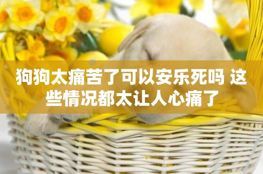 狗狗太痛苦了可以安樂死嗎 這些情況都太讓人心痛了