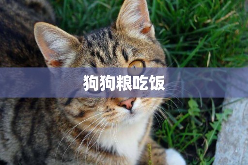 狗狗糧吃飯