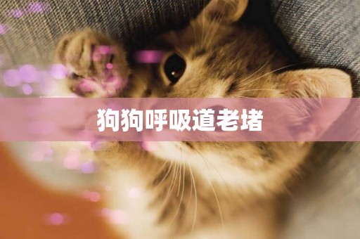 狗狗呼吸道老堵