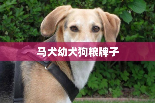 馬犬幼犬狗糧牌子