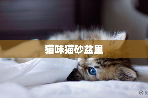 貓咪貓砂盆里