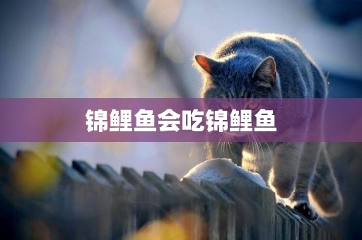 錦鯉魚會吃錦鯉魚