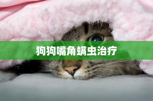 狗狗嘴角螨蟲治療