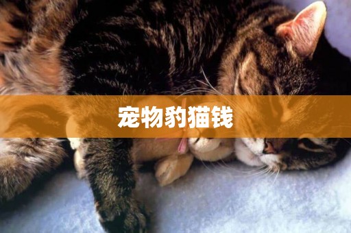 寵物豹貓錢