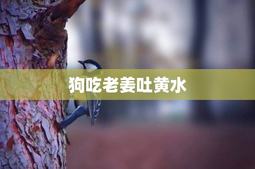 狗吃老姜吐黃水