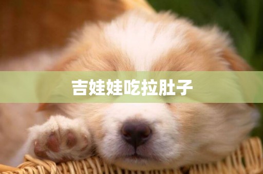 吉娃娃吃拉肚子