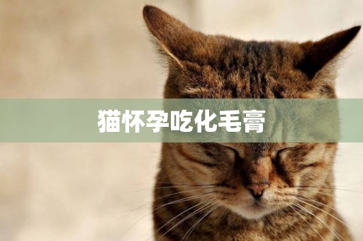 貓懷孕吃化毛膏