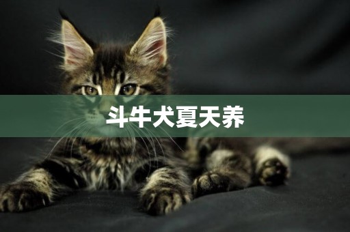 斗牛犬夏天養