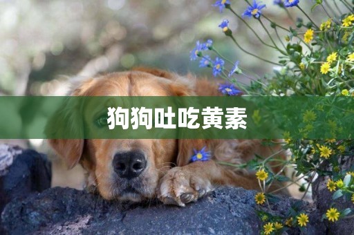 狗狗吐吃黃素