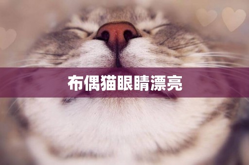 布偶貓眼睛漂亮