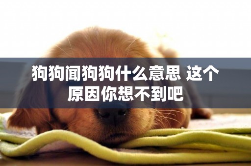 狗狗聞狗狗什么意思 這個原因你想不到吧
