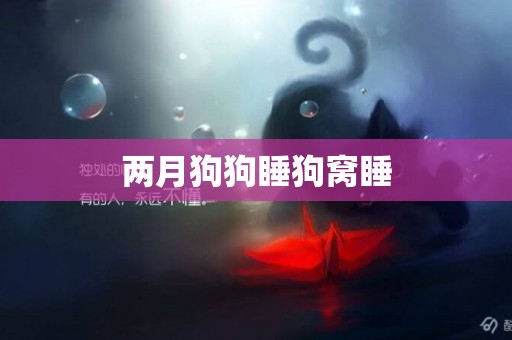 兩月狗狗睡狗窩睡