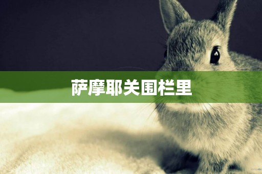 薩摩耶關圍欄里
