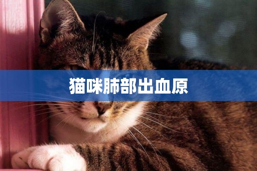 貓咪肺部出血原