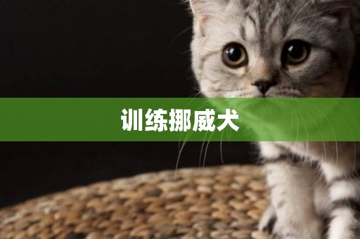 訓練挪威犬