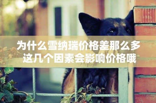 為什么雪納瑞價格差那么多 這幾個因素會影響價格哦