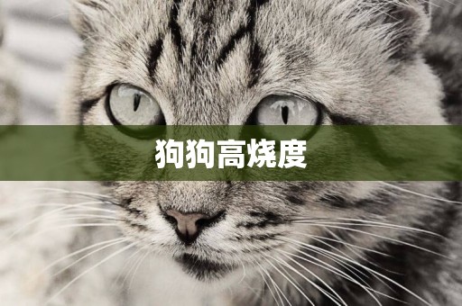 狗狗高燒度