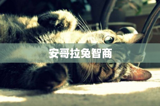 安哥拉兔智商