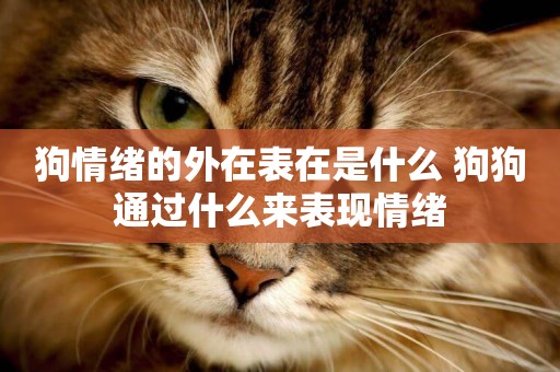 狗情緒的外在表在是什么 狗狗通過什么來表現情緒