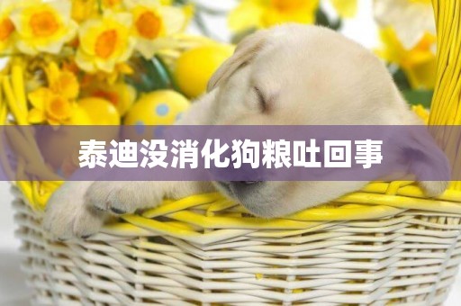 泰迪沒消化狗糧吐回事