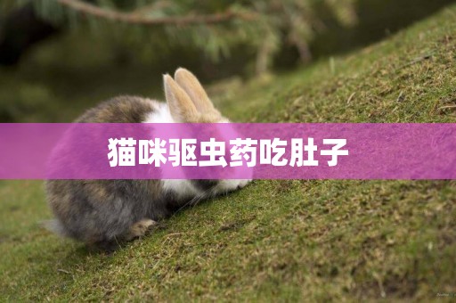 貓咪驅蟲藥吃肚子