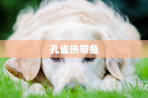 孔雀熱帶魚