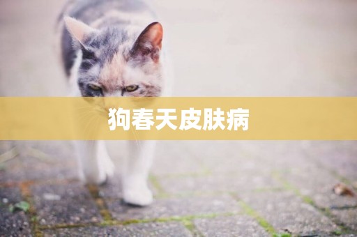 狗春天皮膚病