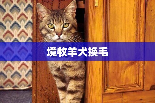 境牧羊犬換毛