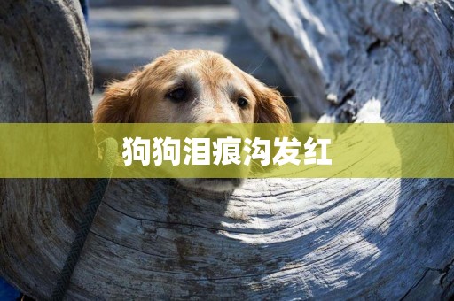狗狗淚痕溝發紅