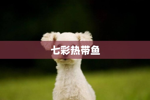 七彩熱帶魚